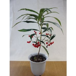 画像1: 縮緬百両(赤実)