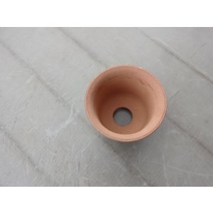 画像2: 荒泥ウチョウラン鉢 3.5号