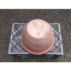 画像3: 睡蓮鉢(21)
