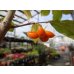 画像7: ローヤ柿 喝采(5) (7)