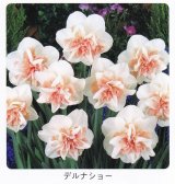 商品アップのお知らせ