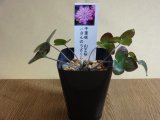 商品アップのお知らせ