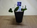 商品アップのお知らせ