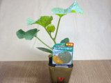商品アップのお知らせ