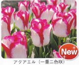 商品アップのお知らせ