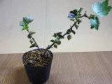 商品アップのお知らせ