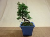 商品アップのお知らせ