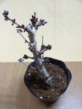 商品アップのお知らせ