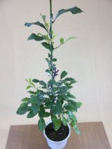 商品アップのお知らせ