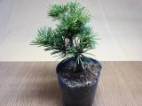 商品アップのお知らせ