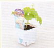 画像1: 白ゴーヤ (1)