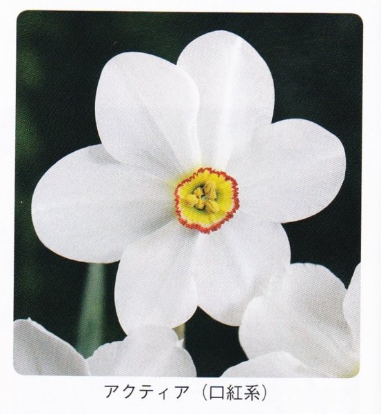 画像1:  スイセン球根 アクティア (1)