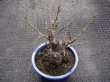 画像2: 茶青梅(4) (2)