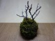 画像3: 苔玉(4) (3)