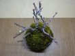 画像2: 苔玉(4) (2)