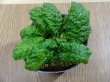 画像2: 桃花イワタバコ (2)