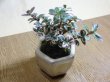 画像3: 斑入コケモモ(鉢植え) (3)