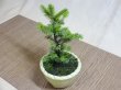 画像4: 蝦夷松(鉢植え) (4)