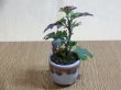 画像2: 寒菊(1本鉢植え) (2)