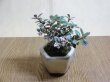 画像1: 斑入コケモモ(鉢植え) (1)
