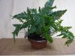 画像1: 石化トキワシノブ (1)