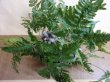 画像2: 石化トキワシノブ (2)