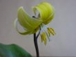 画像4: 黄花カタクリ (4)