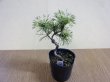 画像2: 斑入五葉松 花火(5) (2)