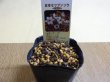画像1: 日本セツブンソウ (1)