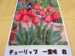 画像1: チューリップ球根 一重咲 赤 (1)