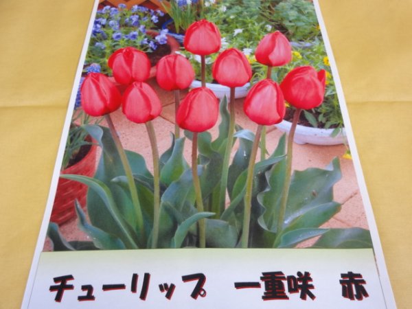 画像1: チューリップ球根 一重咲 赤 (1)