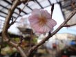 画像4: 十月桜(3) (4)