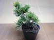 画像1: 五葉松 茶臼(9) (1)