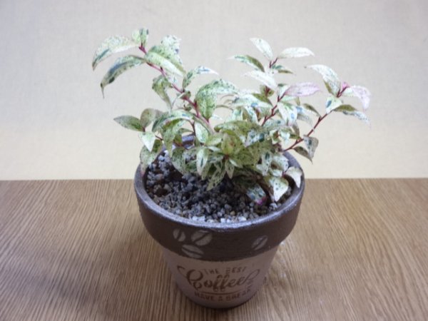 画像1: セイヨウイワナンテン フロマージュ (1)