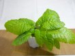 画像1: 絞り咲イワタバコ 紫の上(3) (1)