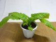 画像2: 絞り咲イワタバコ 紫の上(3) (2)