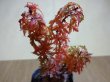 画像4: 琴姫モミジ(2) (4)