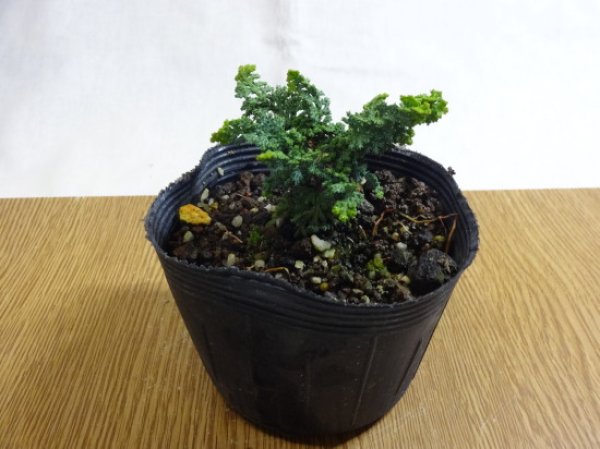画像1: 石化ヒノキ (1)